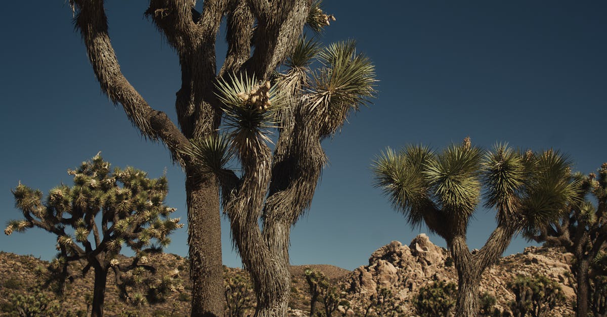 Common Misconceptions About Folding Bikes Debunked